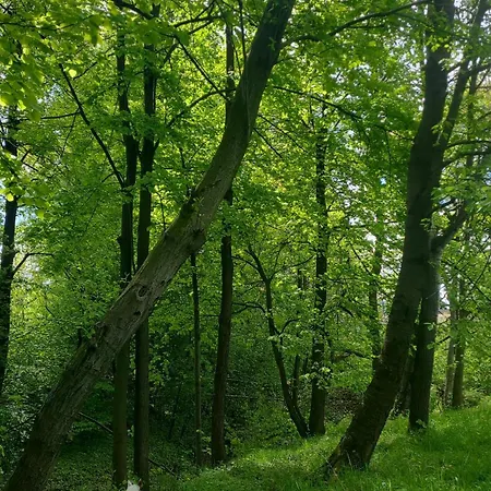 Lipnicki 2
